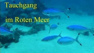 Tauchgang im Roten Meer