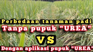 perbedaan padi tanpa pupuk urea dengan padi mengunakan pupuk urea #petanipadi