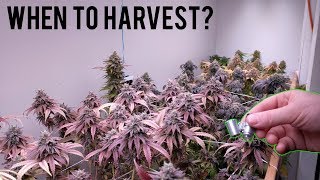 EXACTLY WHEN TO HARVEST CANNABIS & ORGANIC TRANSPLANT GUIDE