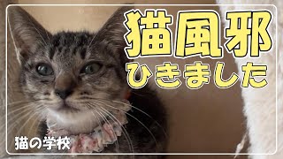 【捨て猫保護６】猫風邪悪化☆病院通い続きます☆捨て猫キジトラ姉妹成長記録【猫の学校☆C@T'S.I】032