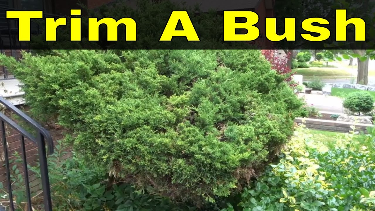 How To Trim A Bush Trimming Overgrown Shrubs Tutorial Youtube