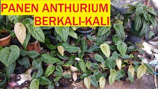 How to Multiply Anthurium Radicans (Part 2)