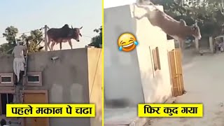 ईन जानवरों ने तो बहुत गलत जगह पंगा ले लिया 😂🤣ll When animal messed with worng opponent Part-18