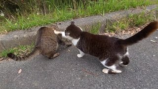 キジトラねこのしつこい頭突きスリスリに怒って連続ねこパンチを繰り出すアザラシっぽいサバ白ねこ　-Diary of visiting cats in Japan-