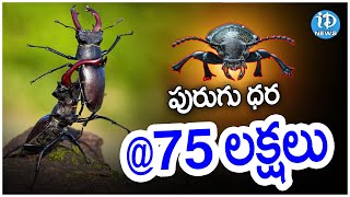 పురుగు దర 75లక్షలు | Stage Beetle Cost 75 Lakhs #StageBeetle #LatetsNews #idreamarakuupdates