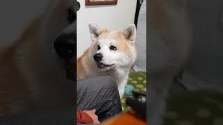 秋田犬はる、食欲がすごくて、おかわりの催促が上手いやつ　#shorts #秋田犬 #犬のいる暮らし