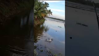 ആ ഫീൽ ഉണ്ടല്ലോ ...ൻ്റെ സാറേ...🤯💥❣️/awesome sneakhead fishing 🌴💥🔥/#fishing #trending #shorts #short