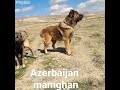 azerbaijan shepherd dog mountian type Çoban iti dağ iti savalan