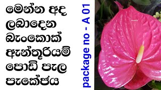 මෙන්න වටිනා බැංකොක්  ඇන්තූරියම් වර්ග එකතුවක් | anthurium wagawa | bankok anthurium plants