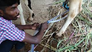 Four buckets milking machine with engine  9751041216 ஒரே நேரத்தில் நான்கு மாடு பால் கறவை இயந்திரம்