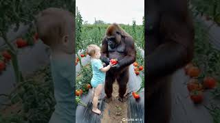 Baby and gorilla intimate moment#gorillababy #cute #animals #gorilla #baby