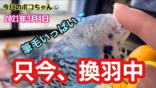 【しゃべるインコ】換羽中のインコをカキカキしている動画😊今日のポコちゃん🐦2021年3月4日