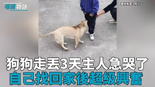 狗狗走丟三天，主人尋找無果都急哭了，結果狗狗自己找回來了，再見主人的那一刻激動壞了！