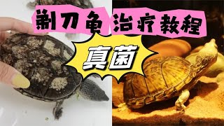 乌龟背甲有白斑？剃刀龟超严重真菌，治疗过程、方法及用药！