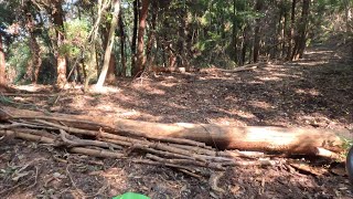 「丸太超え」神子山林道