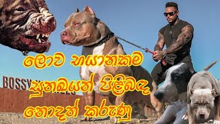 ලොව භයානකම සුනඛයන් පිළිබඳ නොදත් කරුණු