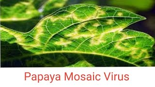 Papaya Mosaic Virus | Symptoms | Transmission | Control