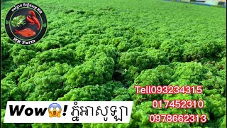 Wow!! 😱😱អាសូឡាដុះដូចភ្នំ  ❤️ លេខទាក់ទងទិញពូជ 093234315/017452310/0978662313