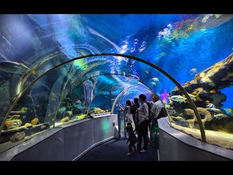 Sealife Centre Blackpool underwater tunnel walk through Sealife Centre Blackpool underwater tunnel walk through