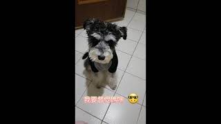 Schnauzer雪納瑞【旺仔成長日記】謝謝你陪媽咪上廁所-11個月