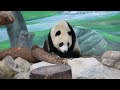 20220518 輪胎棲架被移位 圓寶好奇圓圓毀 giant panda yuan yuan u0026 yuan bao