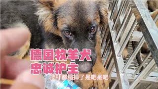 德国牧羊犬，看家护卫忠诚护主，带上德牧吃烧烤美女一定有安全感