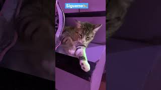 La gatita que le gusta el mambo! #cute #funny #cat #pet #catlover