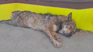 Dragged into a corner by the driver, Max lay in agony for two days, helpless and alone  💔