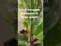 solusi menanam anthurium di lahan sempit anthurium jemanivarigata lahansempit jemanimangkok