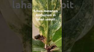 Solusi menanam Anthurium di lahan sempit #anthurium #jemanivarigata #lahansempit #jemanimangkok