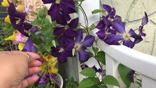 Clematis Jackmanii And A Visit From A Little Friend (Ep. 20)