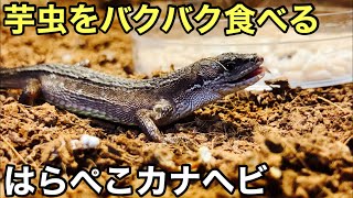 カナヘビ達に白さしをあげました【爬虫類】赤ちゃんカナヘビの初めてのご飯