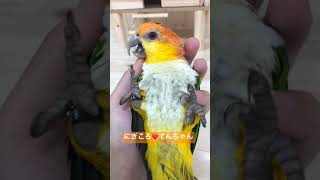 【ニギコロされるインコ】なされるがまま、お腹をみせるてんちゃん🥰