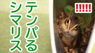 シマリスモモさんがエサ袋に侵入した結果ｗｗｗ/Squirrel that makes funny movements !!!