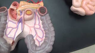 Intestine Model