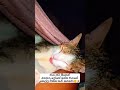 ගිනස් වාර්තා පොතට ගිය අපේ සෝෆි🥲😻 cat shorts trending viralvideo cats funny pets srilanka yt