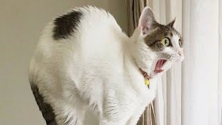 😂 Funniest Cats and Dogs Videos 😺🐶 || 🥰😹 Hilarious Animal Compilation №367