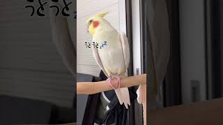 [Cockatiel] Boy with the 6th sleepiest face in the world #shorts