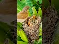 Mother feeding beautiful baby birds nest||Musa plus am||