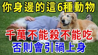 你身邊的這6種動物很有靈性，千萬不能殺不能吃，否則會引禍上身！今生後世都倒霉  |一禪一悟 #風水 #運勢