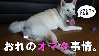 【白柴】おれのオマタ事情。