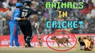 Top animal attacks in cricket stadium |attacks by animal in cricket| animal attacks