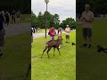 😡💨😡🦌鹿が女の子を抱き上げて投げました。a deer picked up a girl and threw her away. nara park deer 🦌 in japan