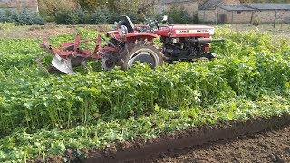 YANMAR YM 1700+Kühne 5A mustár szántás / mustard green manure plowing