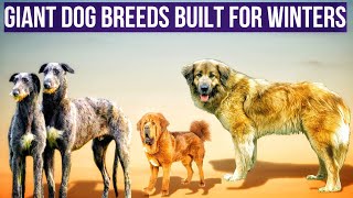 Best Large dog breeds for family protection