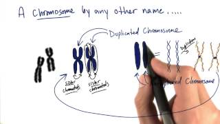 Duplicated Chromosomes - Tales from the Genome
