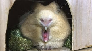 【モルモットのいる日常Pt.3】モルモットの風助あくびダイジェスト　　Collection of guinea pig yawns【Daily life to be Guinea pigs Pt.3】