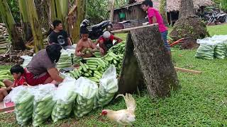 10th ampalaya harvest 768 kilos....