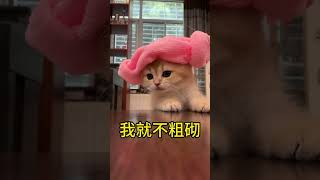 你给我粗砌！#萌寵 #cat #cats #寵物#貓貓#短腿貓#萌寵#catlover #踩奶#歌曲 #可愛い猫 #可愛い ##蠢萌#小貓咪#治愈#catvideos