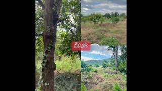 ដីលក់ទំហំ3ហិចតាប្លង់រឹង| Land for sale size 3 hectares.